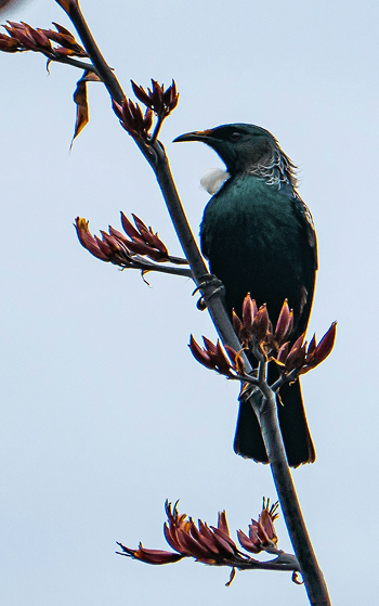 Hidden Treasure Logo