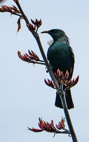 Hidden Treasure Logo